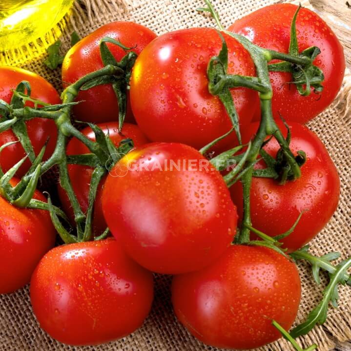 Tomate Alka , Solanum lycopersicum image